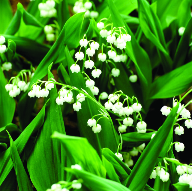 muguet